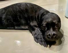 A newborn Hawaiian monk seal pup with a black coat in rehabilitative care.