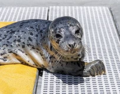 harbor seal Snapdragon