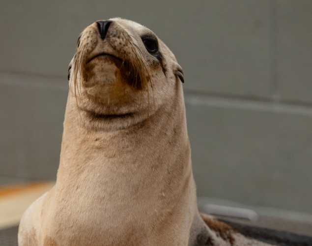 California sea lion