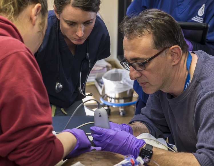 veterinary experts look closely at a sea lion during a procedure
