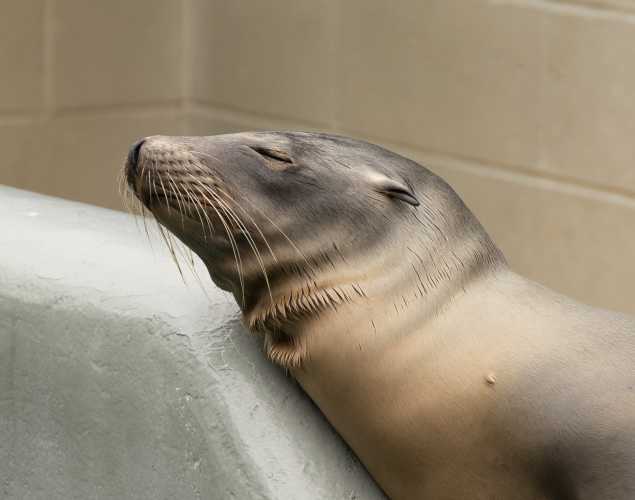 California sea lion Slacker
