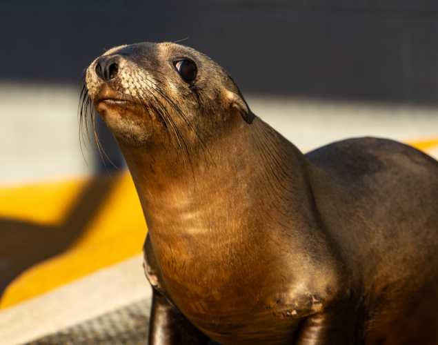 California sea lion