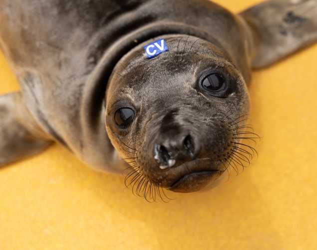 Northern elephant seal