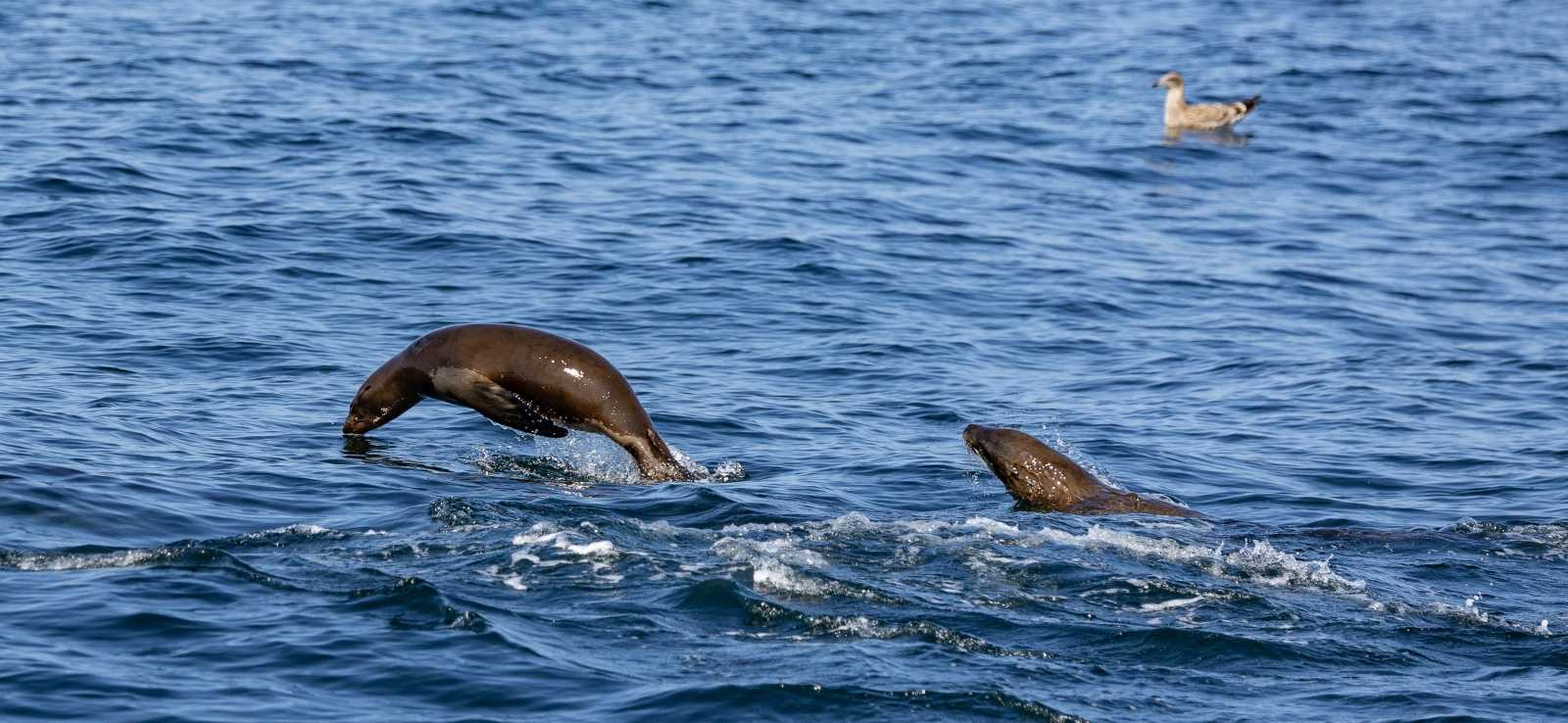 california sea lions swimming in monterey
