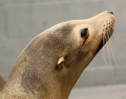 California sea lion Conejo
