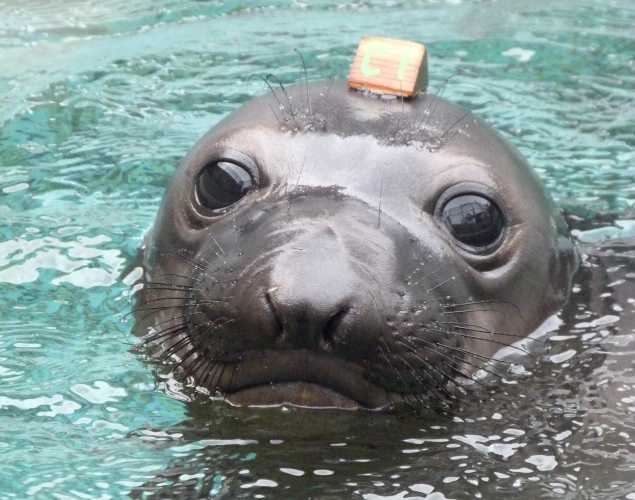 northern elephant seal Uppa