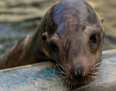 California sea lion Floatie