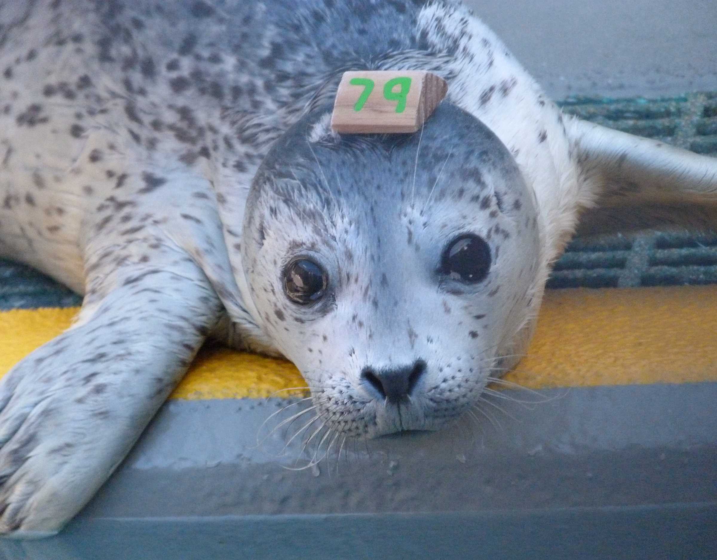 Eggie | The Marine Mammal Center