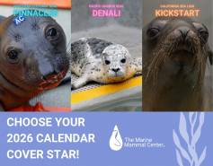 2026 marine mammal center calendar cover stars