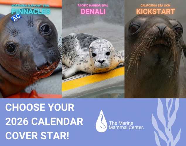 2026 marine mammal center calendar cover stars