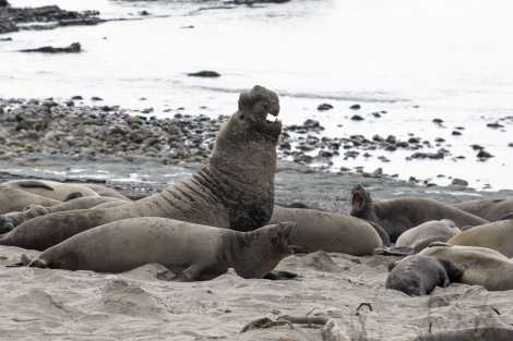 Elephant seal
