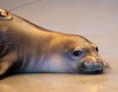 Hawaiian monk seal RP92