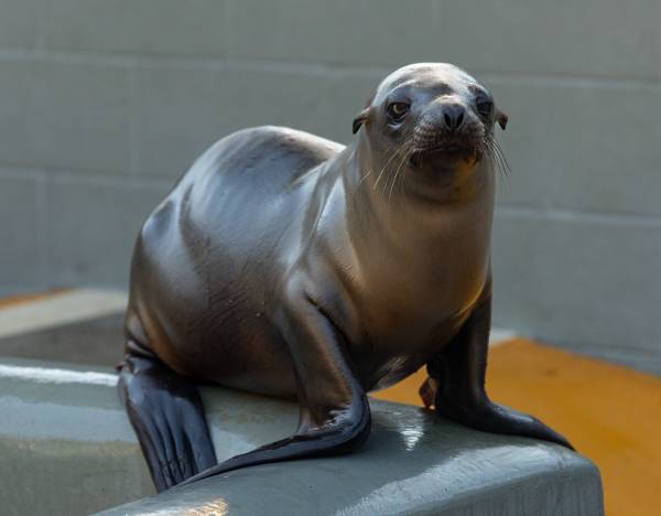 Chaser | The Marine Mammal Center