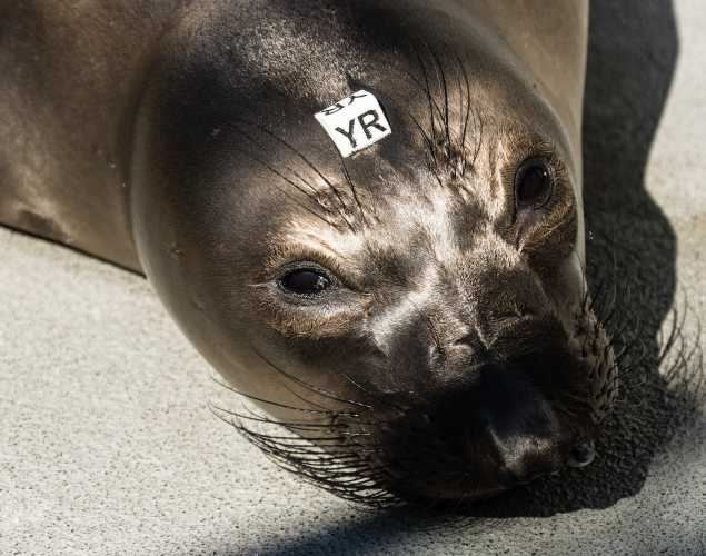 elephant seal Sligo