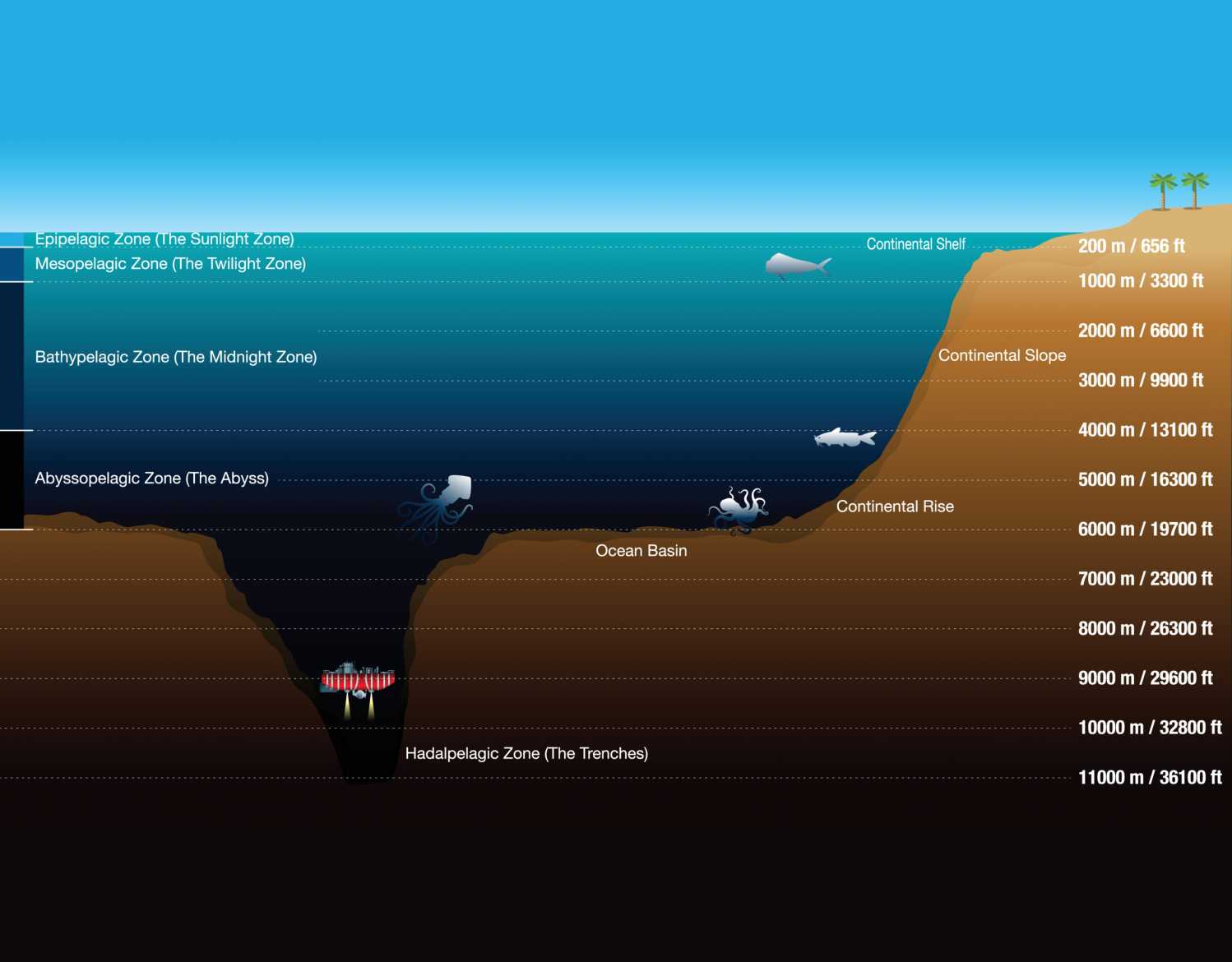 Adaptations of the Deep: Seal Whiskers and Eyes | The Marine Mammal Center