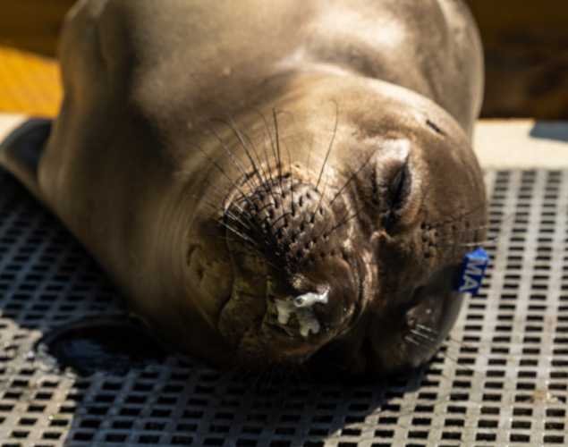 Northern elephant seal