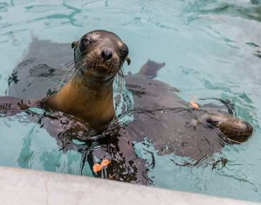 Two California sea lion pups in the water