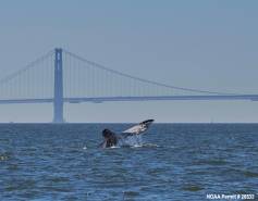 gray whales seen in the San Francisco Bay 