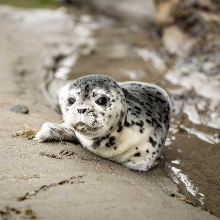 Harbor seal pup on the beach