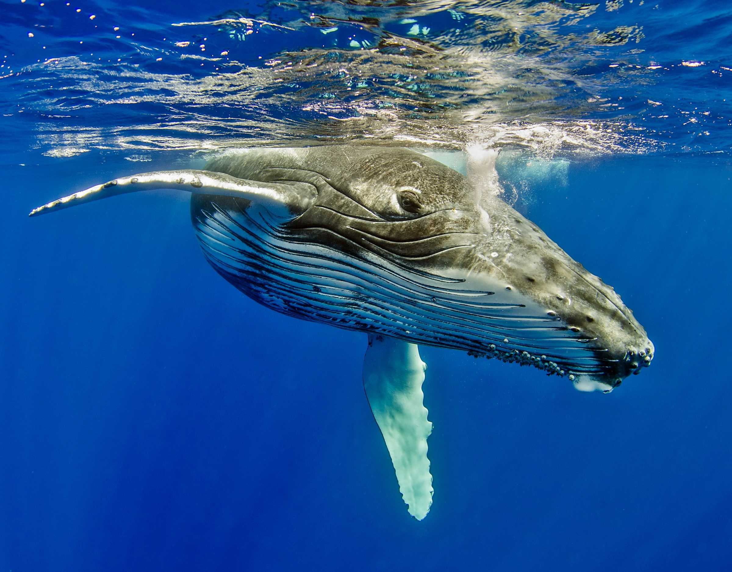 Кит живет в воде. Кит. World Marine mammal Day.