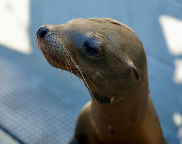 California sea lion