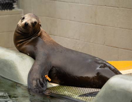 Baleine | The Marine Mammal Center