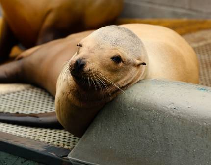 California sea lion Himperdink