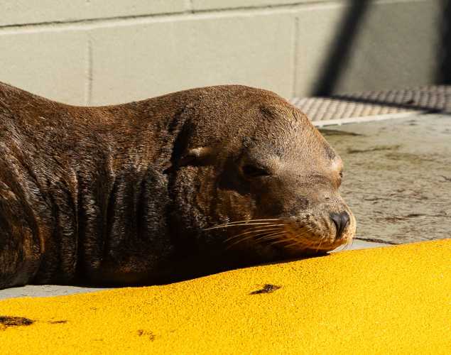 California sea lion Finsta