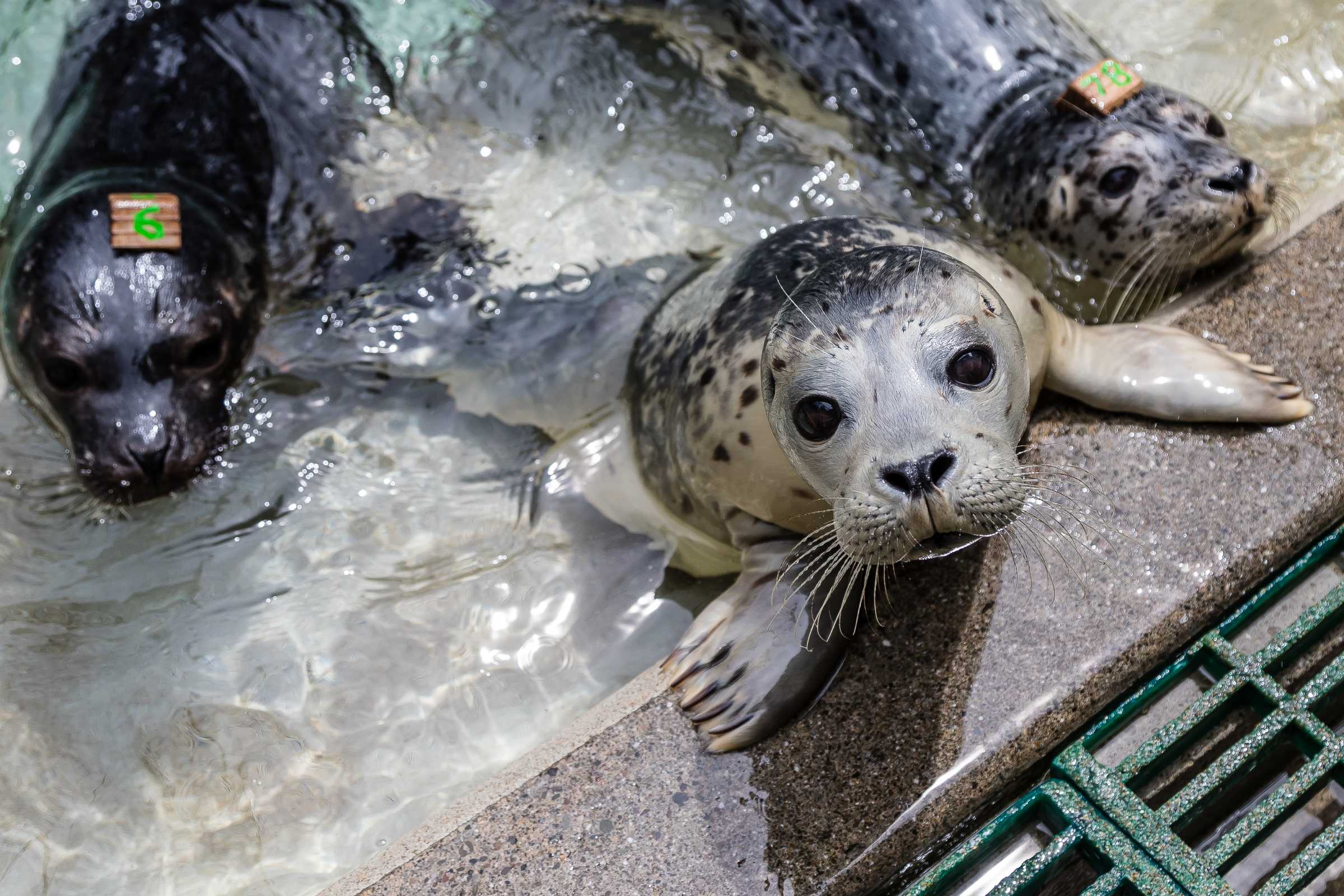Our Patients The Marine Mammal Center
