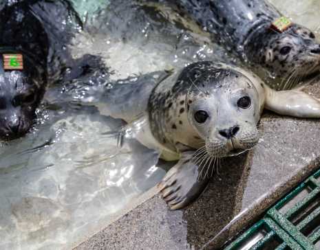 Marine Mammal Protection Act The Marine Mammal Center