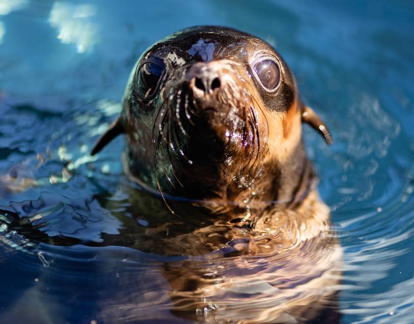 Kriller | The Marine Mammal Center