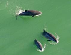 three harbor porpoises seen from above