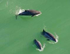 three harbor porpoises seen from above