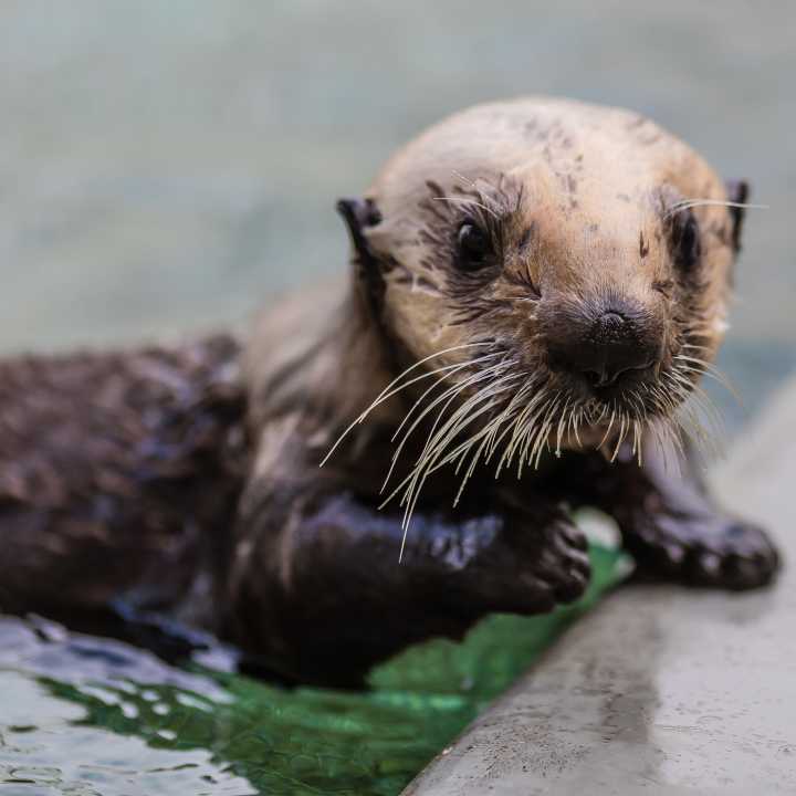 Sea otter Langly
