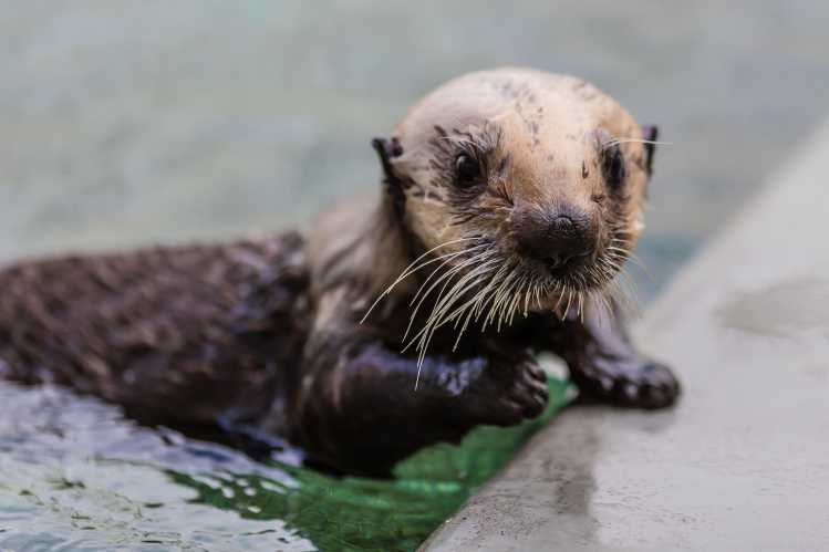 A sea otter floats in the water while grooming the fur on its face.