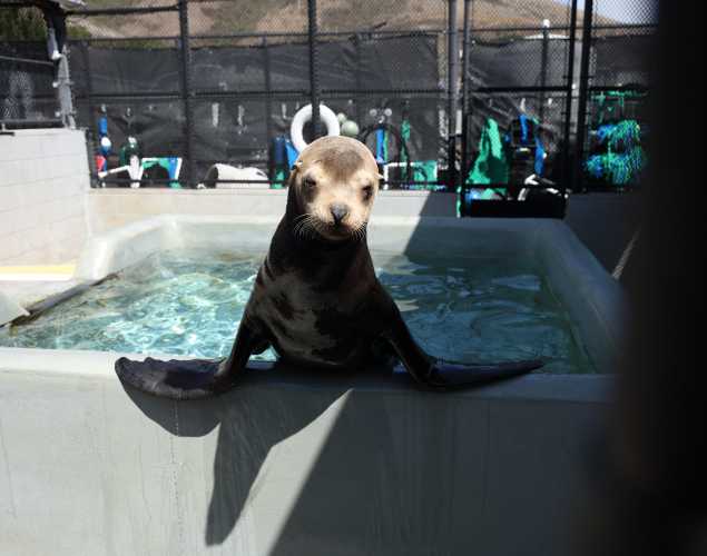 California sea lion