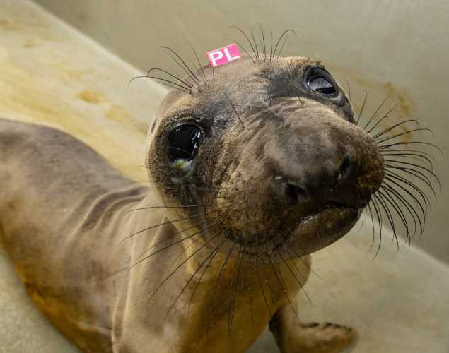 elephant seal pup