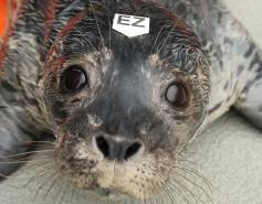 harbor seal Marshmallow with a hat tag that says EZ