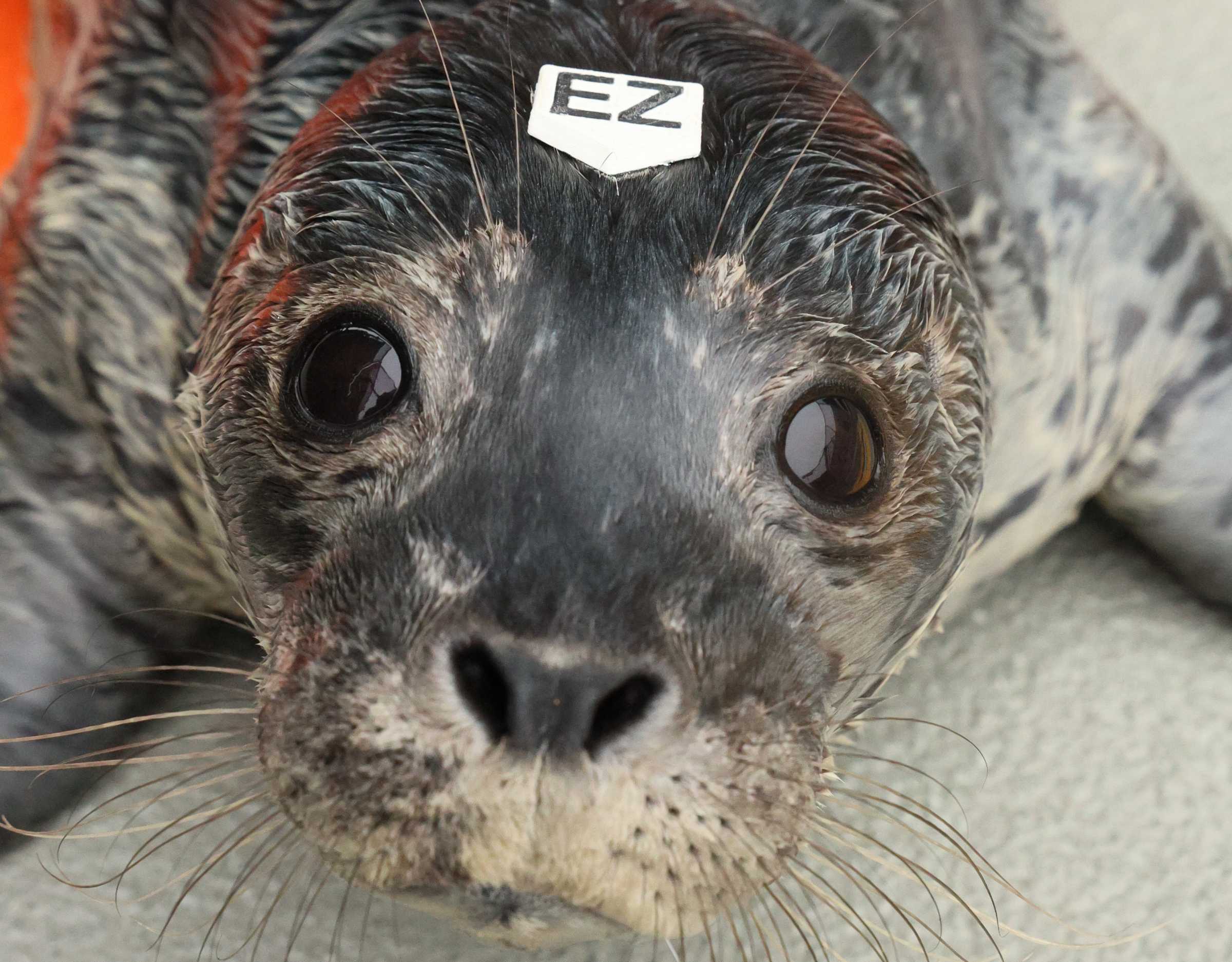 New Hat Tags Improve Animal Care While Leading the Way Toward a Greener  Future