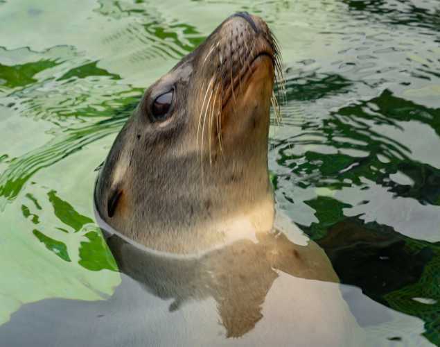 sea lion swirl