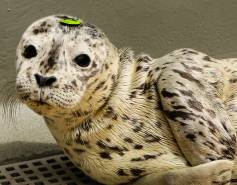 harbor seal Brie