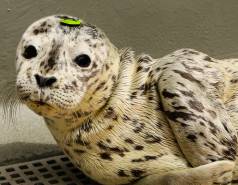 harbor seal Brie