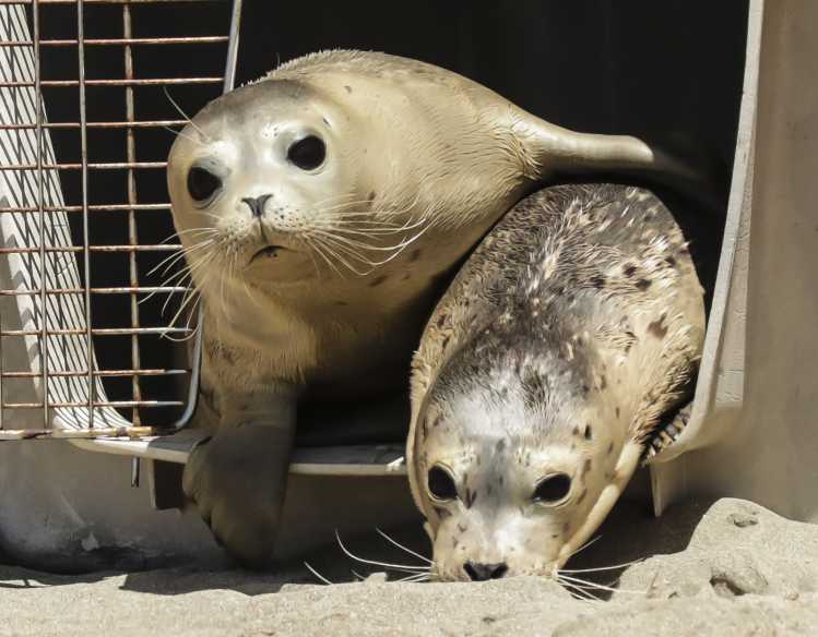 two harbor seals climb out of a crate together onto the beach