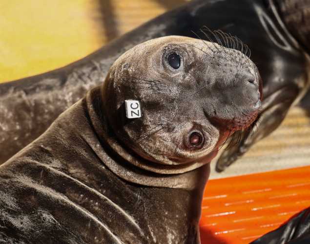 elephant seal Oisin