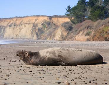 large northern elephant seal on a beach