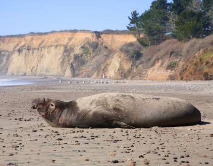 An elephant seal bull looks toward the ocean from a beach. 