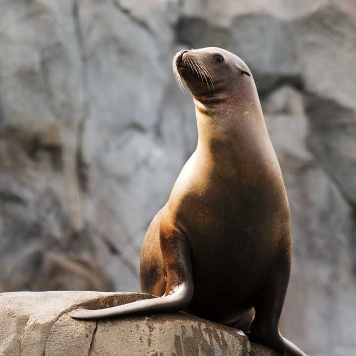 California sea lion on a rock