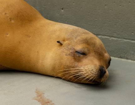 California sea lion Manuela