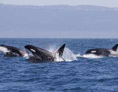 Orca pod