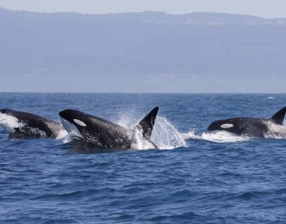 Orca pod